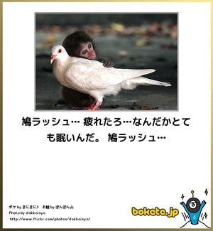 鳥の写真が集まるトピ