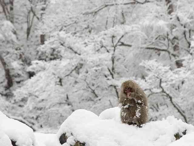 雪と動物たちの画像
