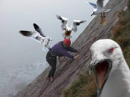 鳥の写真が集まるトピ