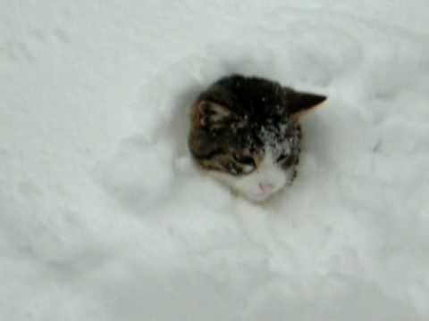 Elaine burrows in snow - YouTube