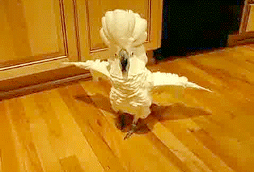 鳥の写真が集まるトピ