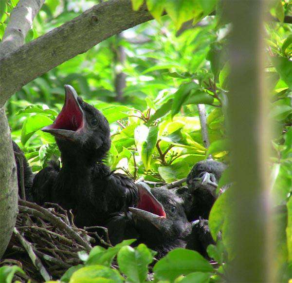 鳥の写真が集まるトピ
