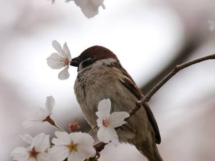 鳥の写真が集まるトピ