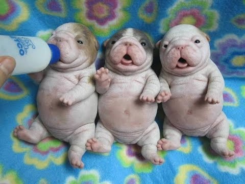 「人気犬種ランキング」 トイ・プードルが7連覇