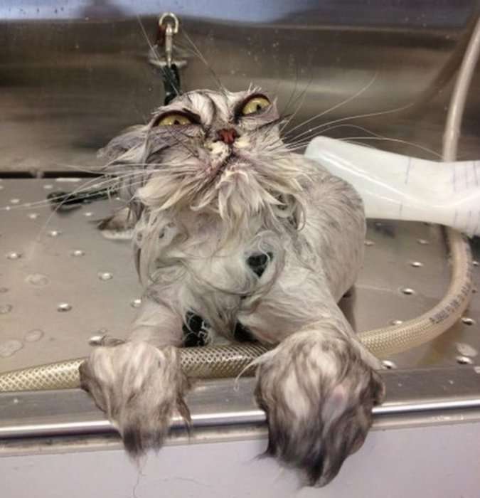 《画像》笑える動物の写真