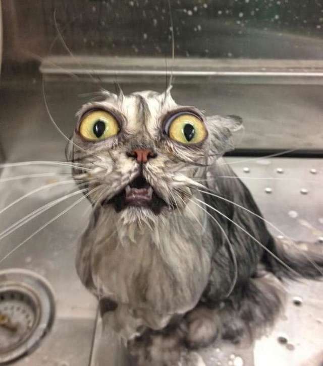 《画像》笑える動物の写真