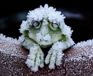 氷点下でペットの亀が氷漬けに…変わり果てた姿に大反響