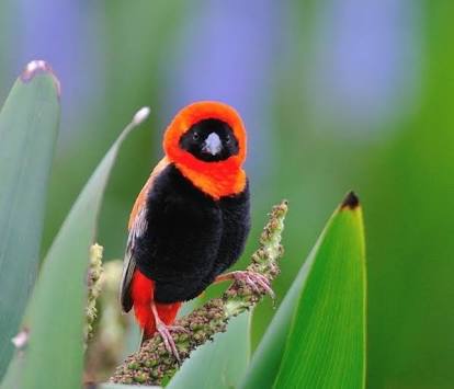 鳥の写真が集まるトピ
