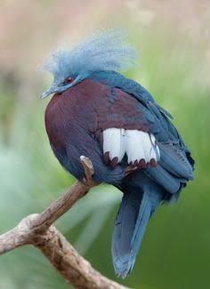 鳥の写真が集まるトピ