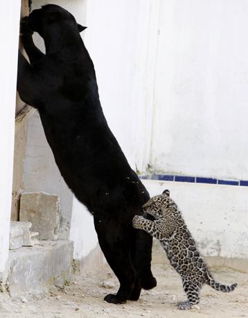 甘えている動物の写真をください