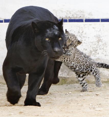 甘えている動物の写真をください