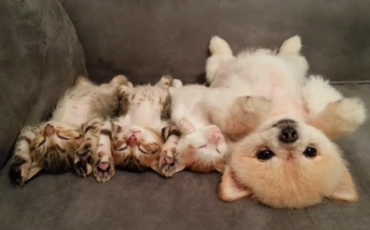 動物界で赤ちゃんが1番かわいいのってなんですかね？？