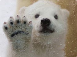 動物界で赤ちゃんが1番かわいいのってなんですかね？？
