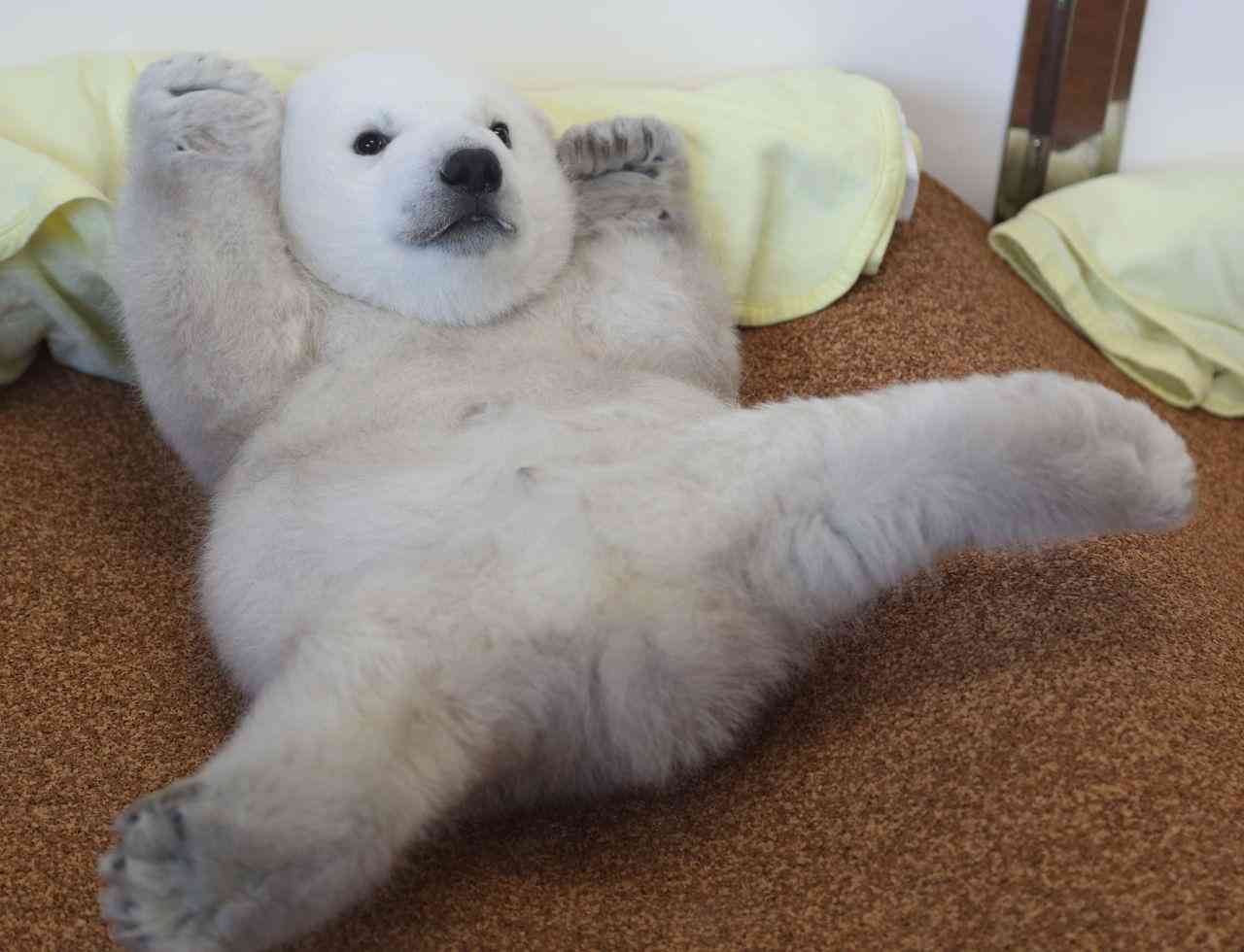 動物界で赤ちゃんが1番かわいいのってなんですかね？？