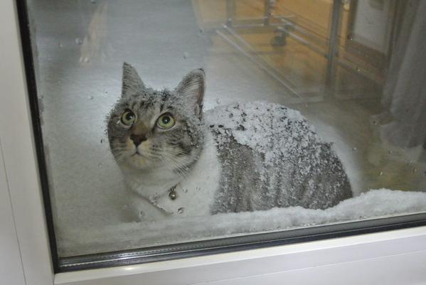 雪と動物たちの画像