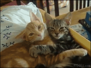 甘えている動物の写真をください