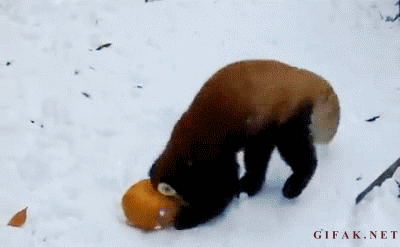 雪と動物たちの画像