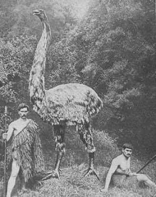 鳥の写真が集まるトピ