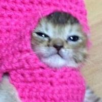 道路でカラスに襲われていた子猫「わさびちゃん」がかわいすぎる - NAVER まとめ