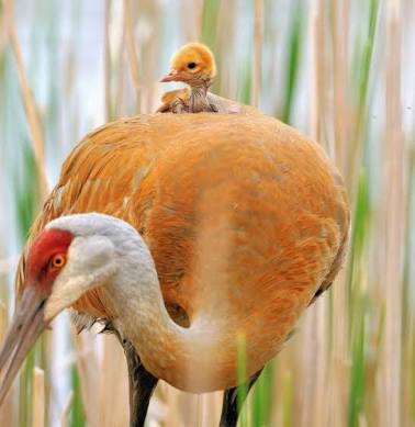 鳥の写真が集まるトピ