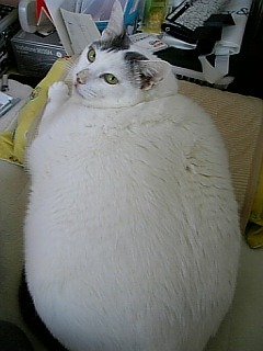 【画像】白くて丸くて可愛いもの