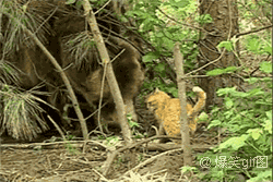 甘えている動物の写真をください