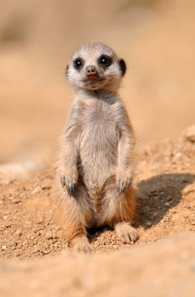 動物界で赤ちゃんが1番かわいいのってなんですかね？？
