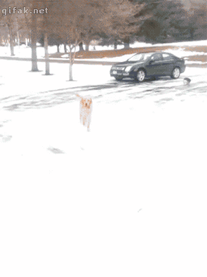 雪と動物たちの画像