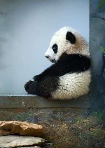 動物界で赤ちゃんが1番かわいいのってなんですかね？？