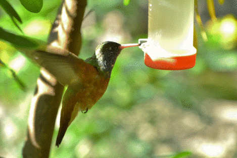 鳥の写真が集まるトピ