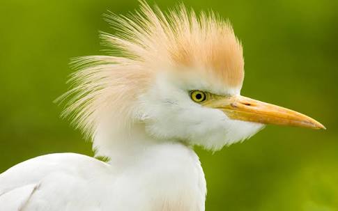 鳥の写真が集まるトピ