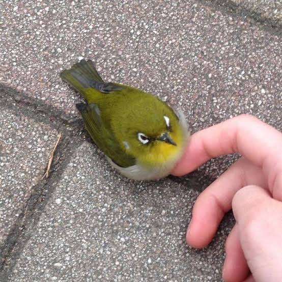 鳥の写真が集まるトピ