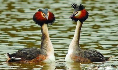 鳥の写真が集まるトピ