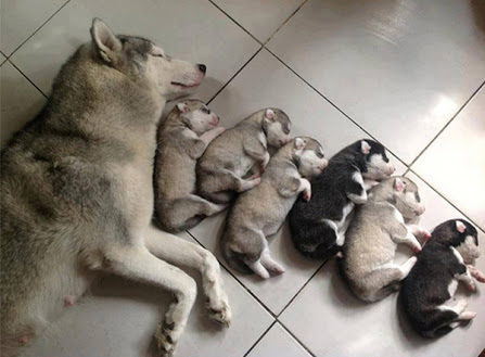 動物の癒し系画像トピ