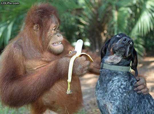 《画像》笑える動物の写真