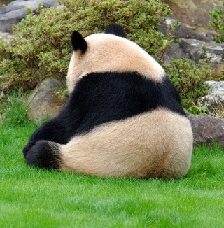 パンダの画像を集めるトピ