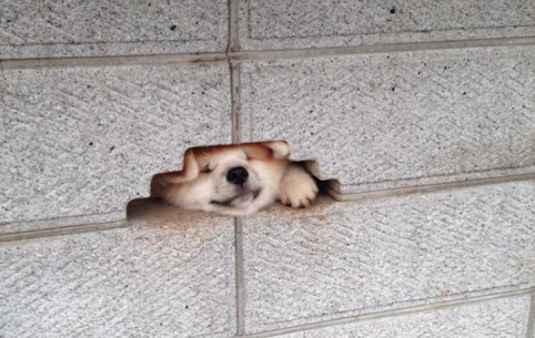 動物の癒し系画像トピ