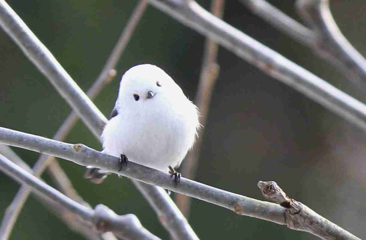 【画像】白くて丸くて可愛いもの