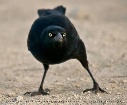 鳥の写真が集まるトピ