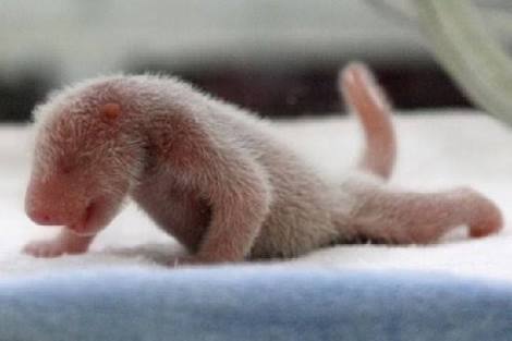 動物界で赤ちゃんが1番かわいいのってなんですかね？？