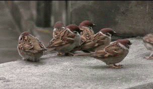 《画像》笑える動物の写真