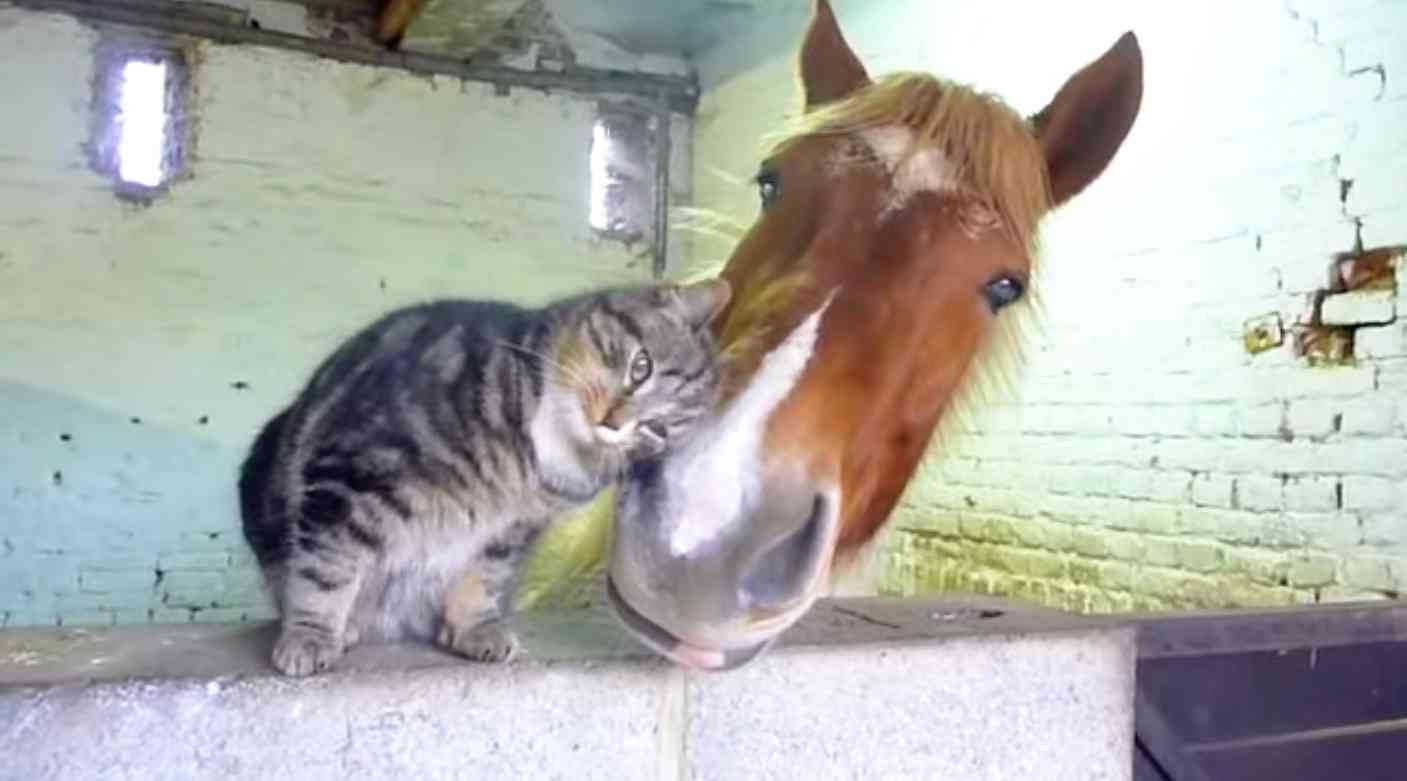 甘えている動物の写真をください
