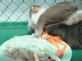 《画像》笑える動物の写真