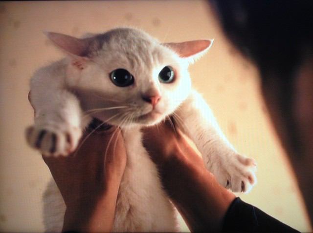 ガルちゃんで画像(サイト)を貼り付ける方法&練習Part8