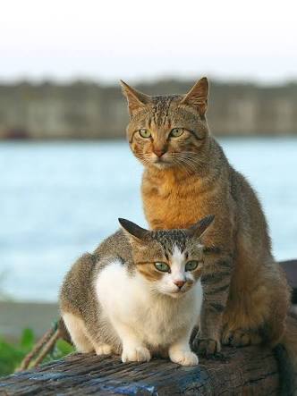 パートナーとマンネリしない為に気をつけている事