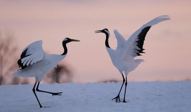 鳥の写真が集まるトピ