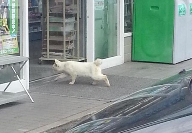 情けない顔の画像を貼るトピ