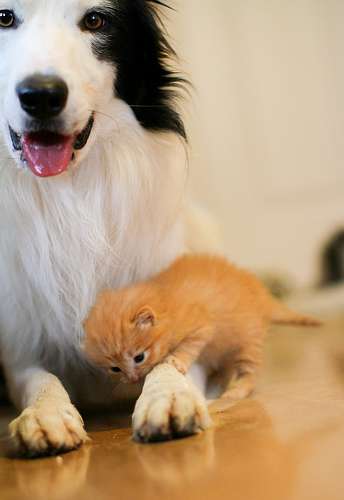甘えている動物の写真をください