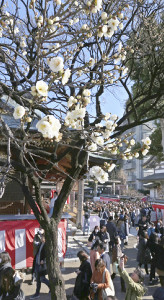 【天気】列島ぽかぽか陽気、都心15度で梅もほころぶ…3月下旬並み