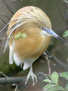 鳥の写真が集まるトピ